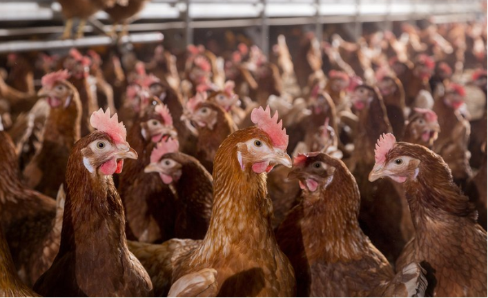 Hens