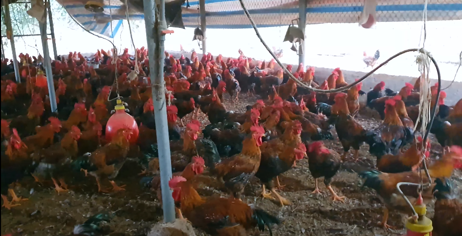 Rooster